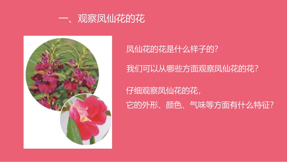 《花、果实、种子》PPT课件[人教版三年级科学下册]_第3页