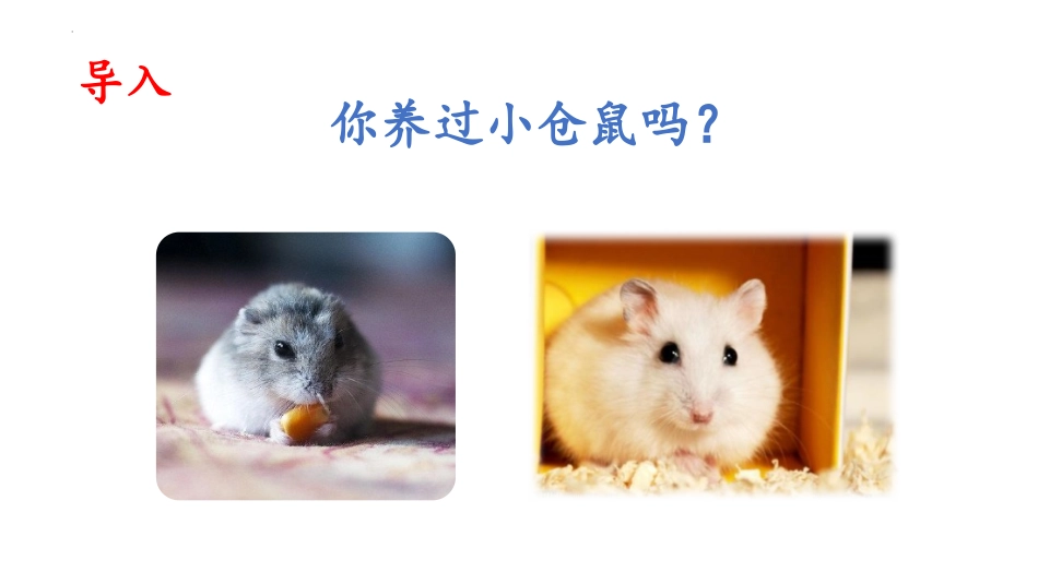《领养小仓鼠》PPT课件[大象版四年级科学下册]_第2页