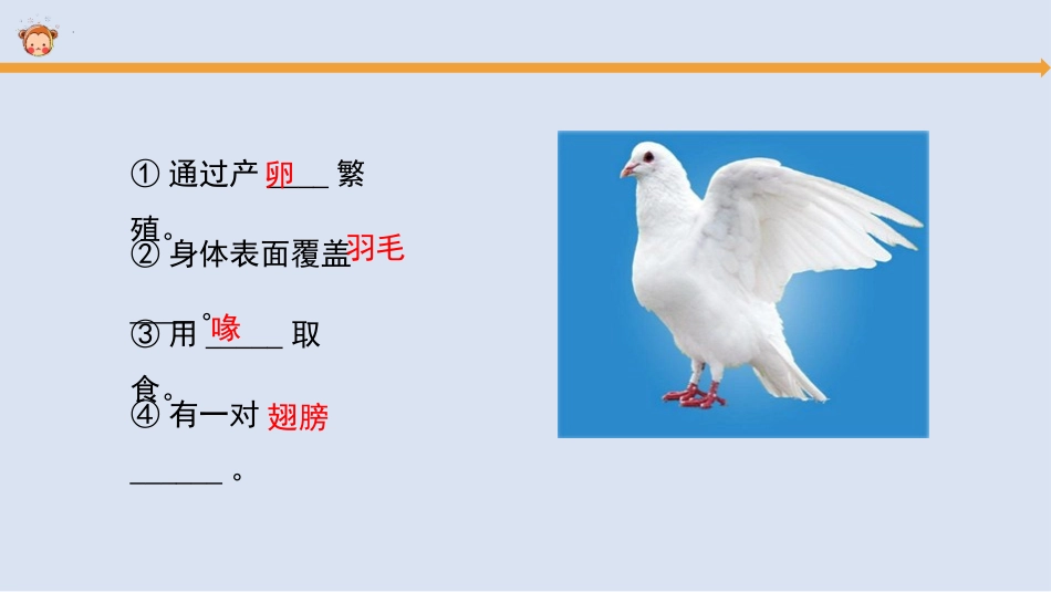 《鸟类的特征》PPT课件[大象版三年级科学上册]_第3页