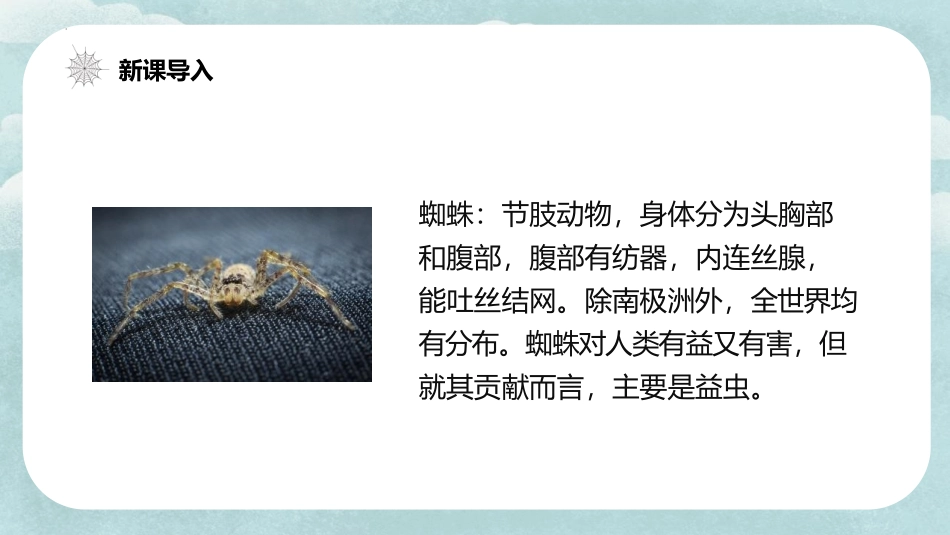 《蜘蛛开店》PPT课文课件[部编版二年级语文下册]_第2页