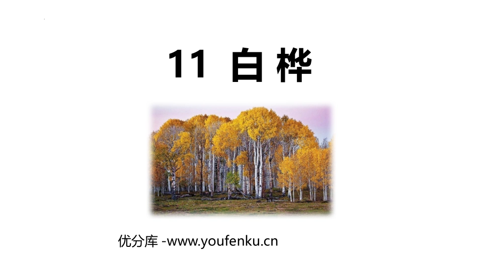 《白桦》PPT优质课件[部编版四年级语文下册]_第1页