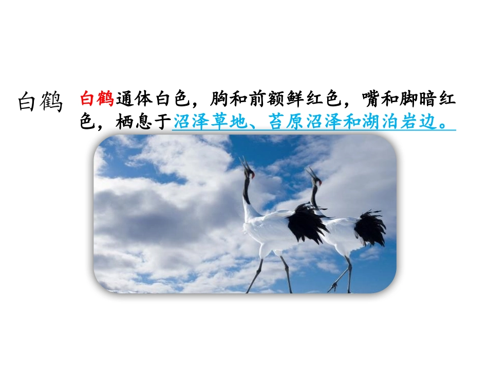 《白鹭》PPT优秀课件[部编版五年级语文上册]_第3页