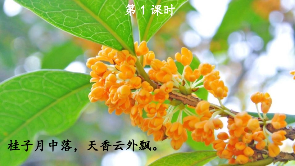 《桂花雨》PPT免费教学课件[部编版五年级语文上册]_第2页