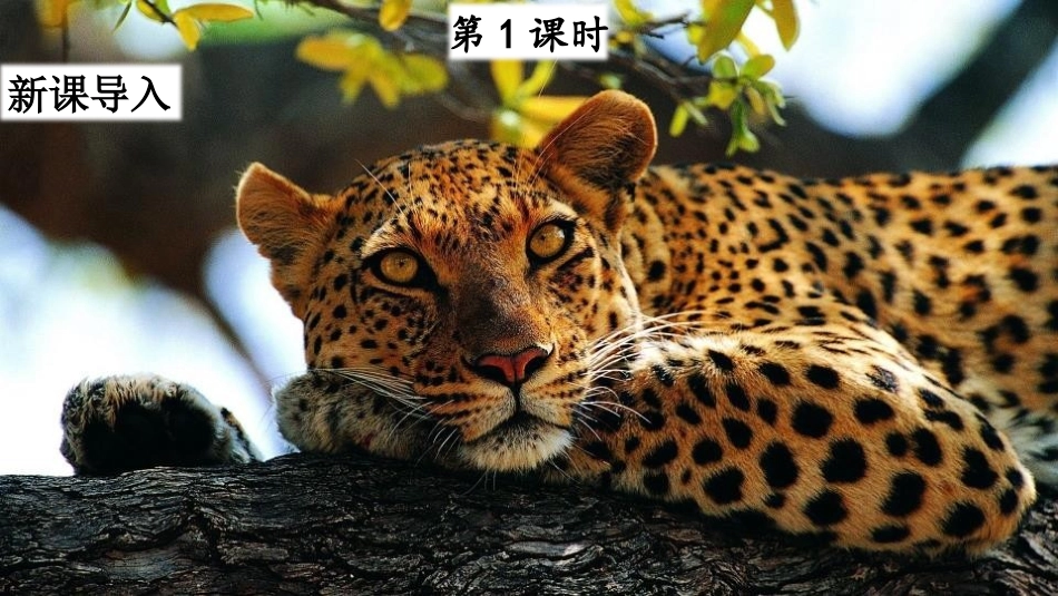 《什么比猎豹的速度更快》PPT免费课件[部编版五年级语文]_第2页