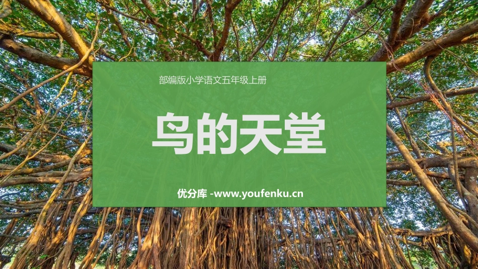 《鸟的天堂》PPT免费教学课件[部编版五年级语文上册]_第1页