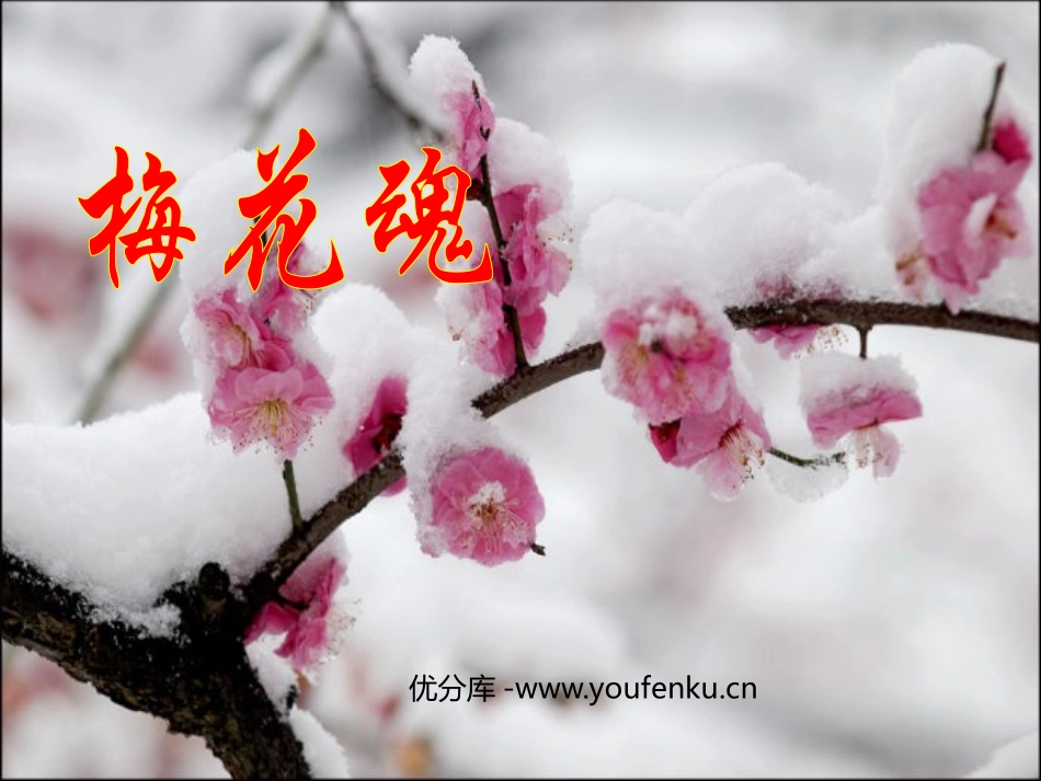 《梅花魂》PPT优秀教学课件[部编版五年级语文下册]_第1页