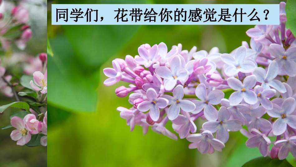 《花之歌》PPT免费优秀课件[部编版六年级语文上册]_第3页