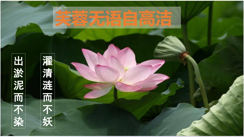 《紫藤萝瀑布》PPT精品教学课件[部编版七年级语文下册]_第2页