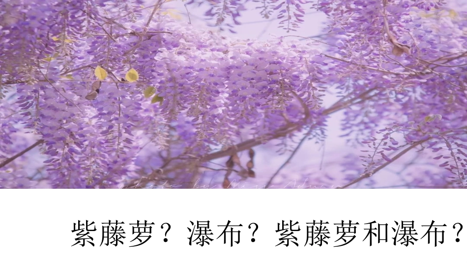 《紫藤萝瀑布》PPT优质教学课件[部编版七年级语文下册]_第1页
