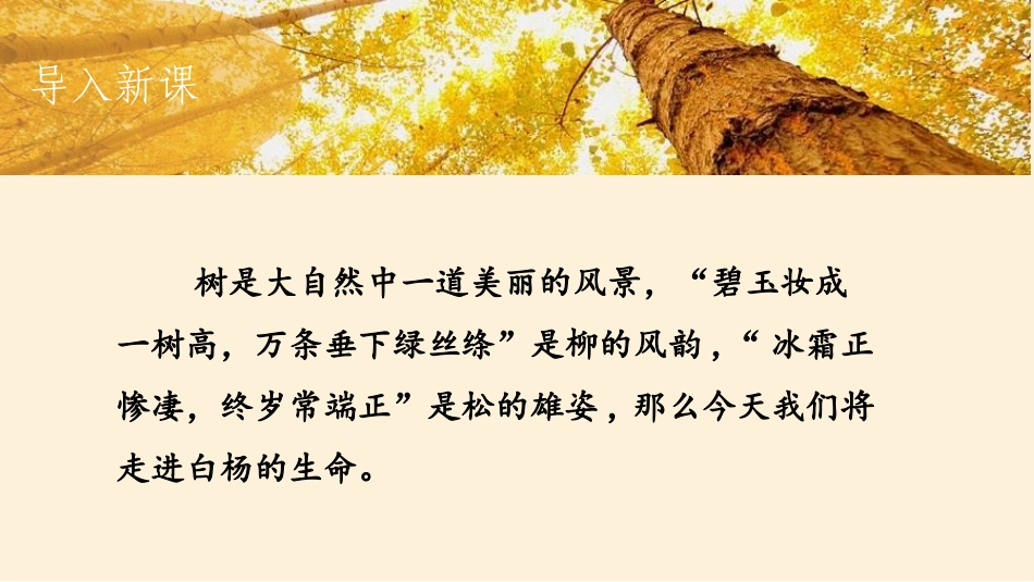 《白杨礼赞》PPT优质教学课件[部编版八年级语文上册]_第2页