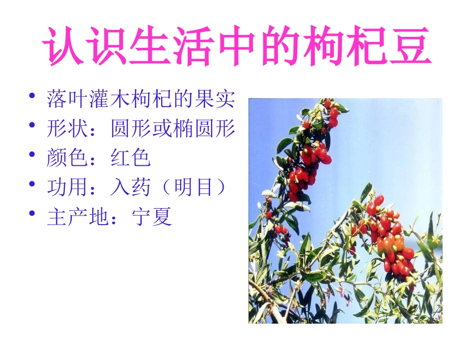 《三颗枸杞豆》PPT课件[鲁教版八年级语文下册]_第3页