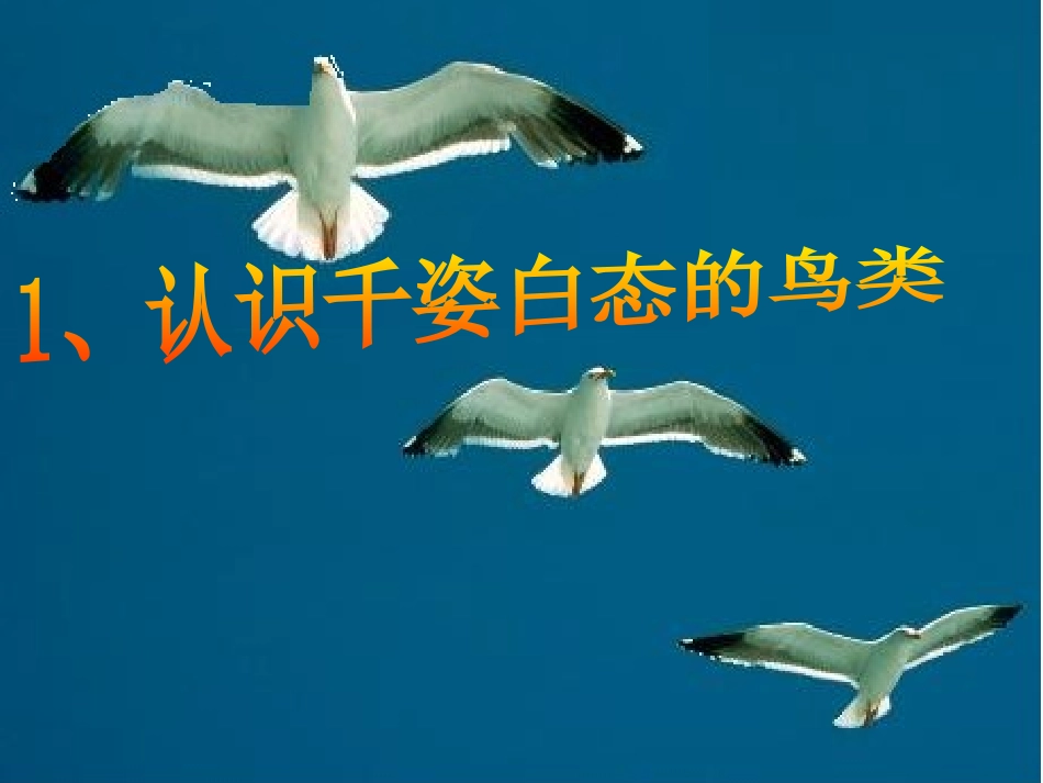 《鸟》动物的主要类群PPT课件[人教版八年级生物上册]_第3页