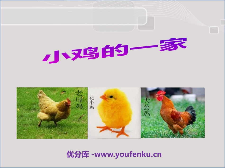 《小鸡的一家》PPT课件[二年级音乐上册]_第1页