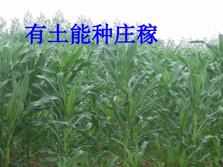 部编版一年级语文识字4PPT课件_第3页