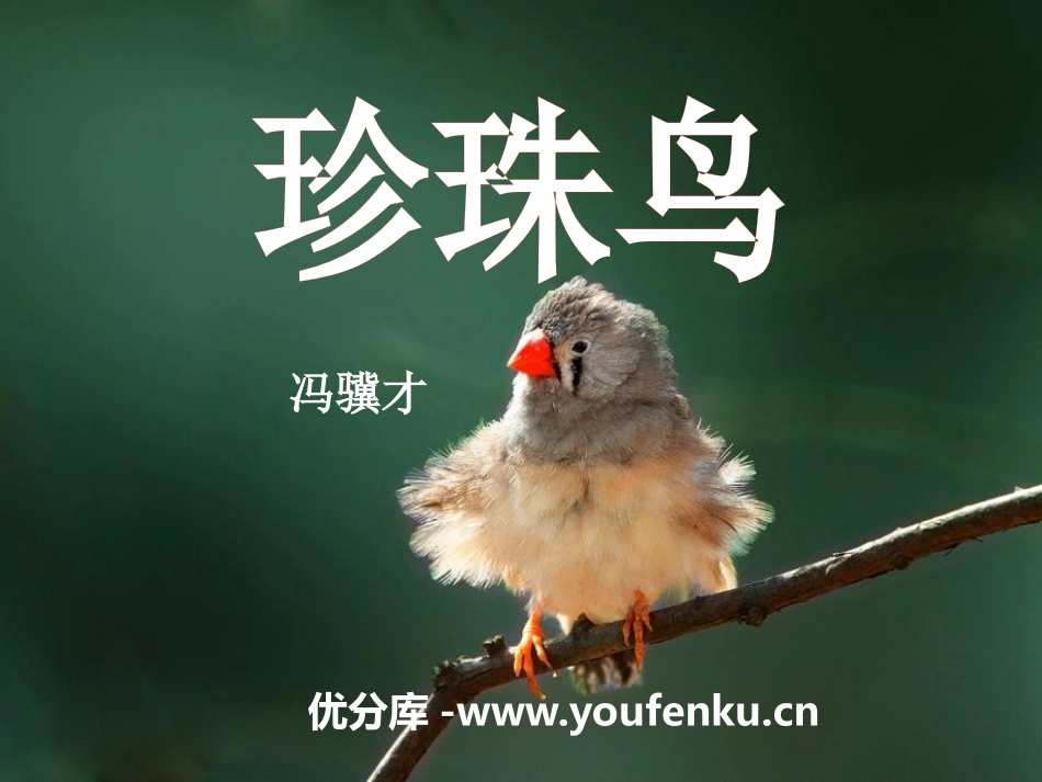 《珍珠鸟》PPT课件[冀教版五年级语文上册]_第1页