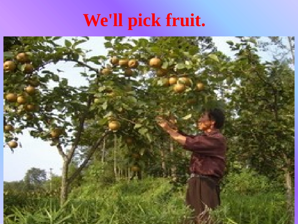 《We'll pick fruit》PPT课件[外研版三年级英语]_第3页