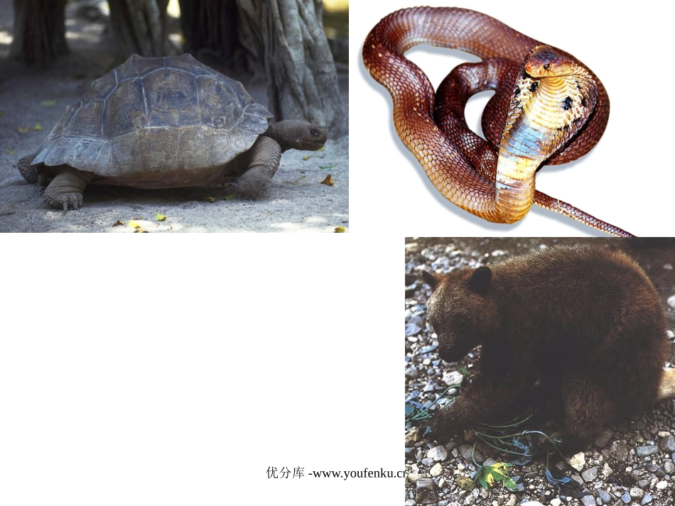 北师大版一年级语文冬天是个魔术师ppt教学课件_第2页