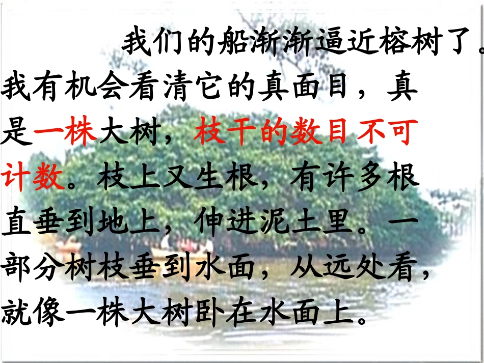 《鸟的天堂》PPT教学课件[部编版四年级语文上册]_第3页