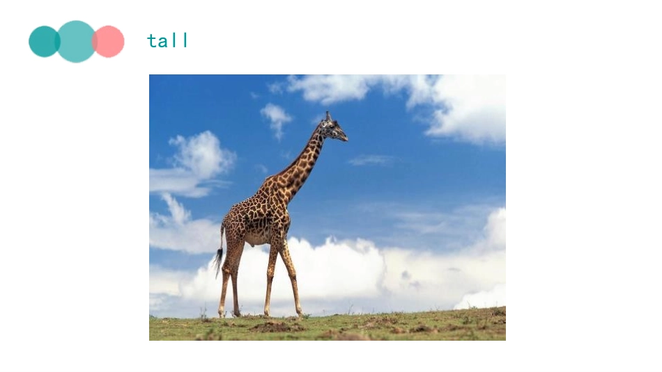《I'm tall》PPT课件[精通版四年级英语上册]_第2页