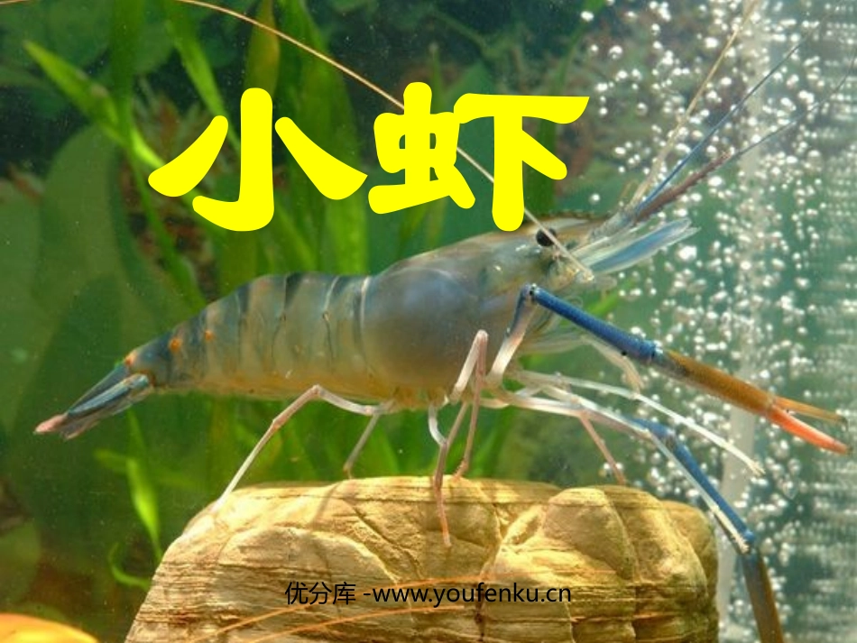 《小虾》PPT课件[北师大版三年级语文下册]_第1页