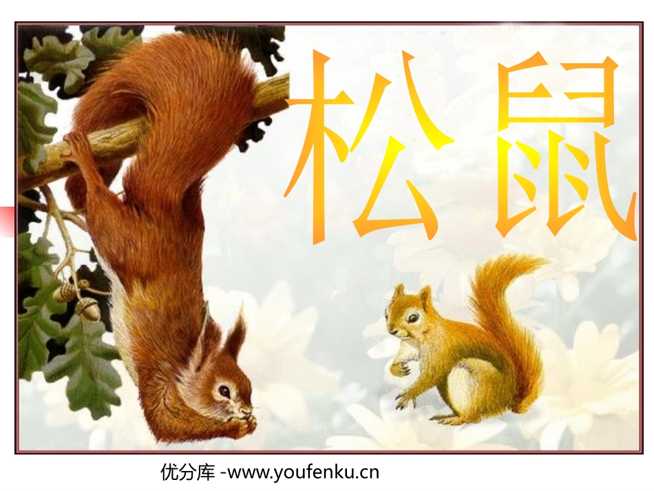 《松鼠》PPT课件[北师大版三年级语文下册]_第1页